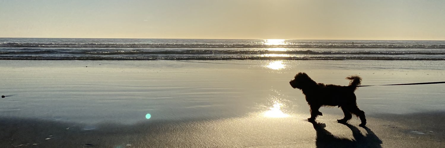 pochidoodle's profile banner image