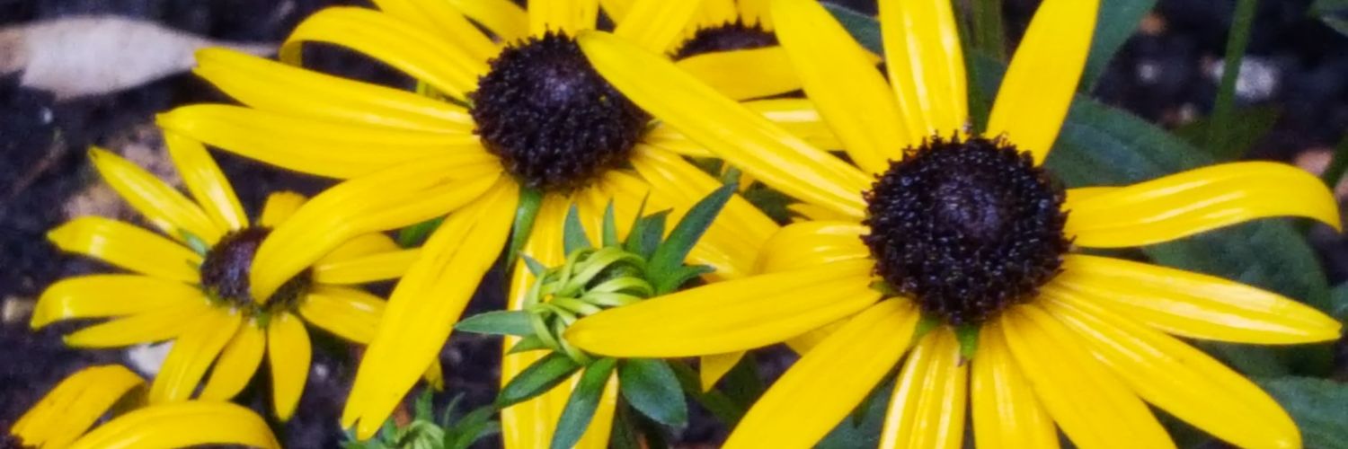 Vicky Spark 💙 banner