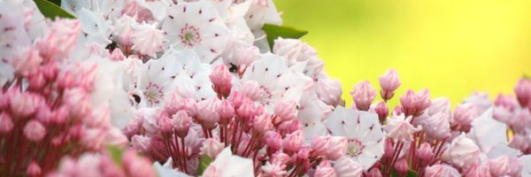 gemRkbRnnPyZ99v Profile Banner