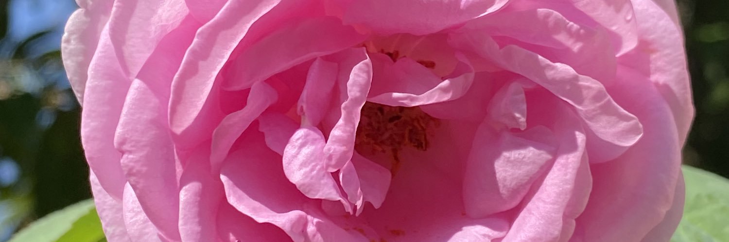LadyIzreen's profile banner image