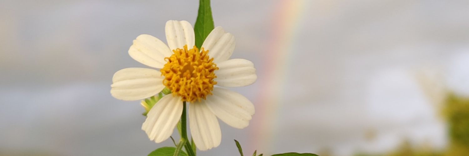 mdfblemo's profile banner image