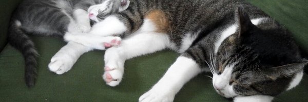 zi_ku2 Profile Banner