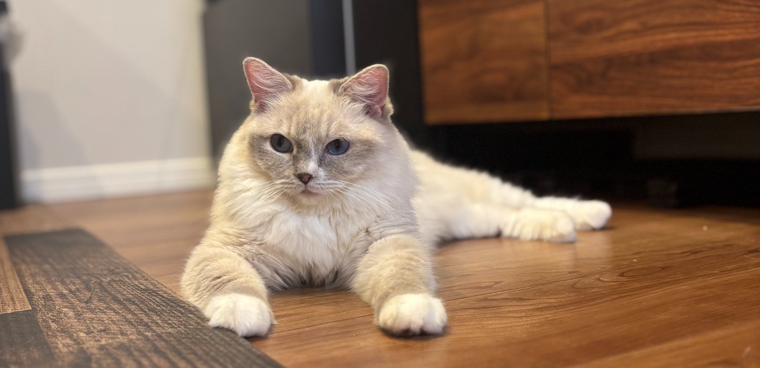 もにゃと保護猫ベル🐈 banner