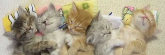 Joon the Kandi Kid banner