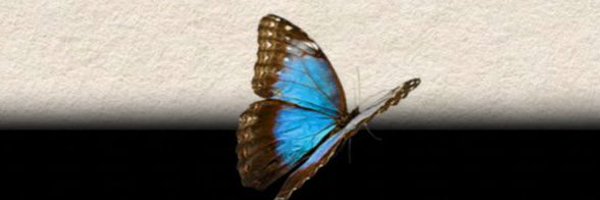 liu4ii Profile Banner