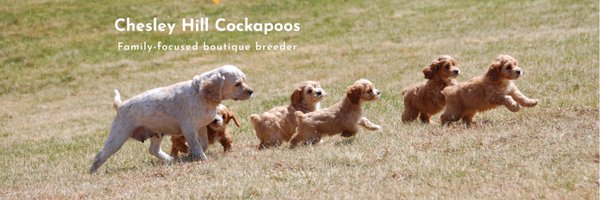 CHCockapoos Profile Banner