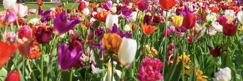 Cornelia Okraski banner