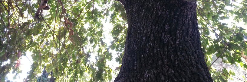 Marina A.S. Daniele banner