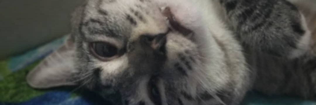 babimathos's profile banner image