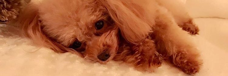 hsj_mai's profile banner image