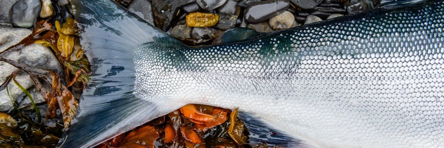 Copper River Salmon banner