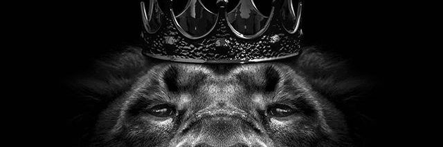 CHIEF__YSC banner