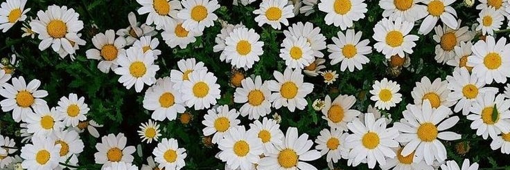 74Wilches's profile banner image