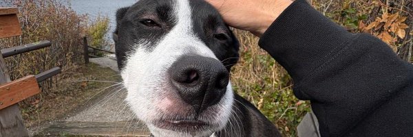 scadoshi Profile Banner