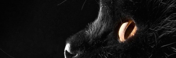 chelsydavid's profile banner image