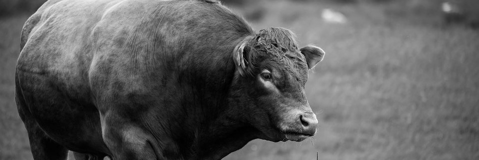 Quentin Mathieu banner