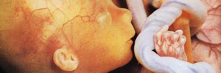 Serprovida A.C. banner