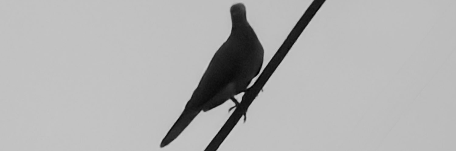 Moses Ma'aji Ghaji. banner