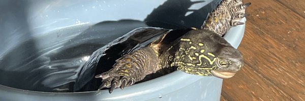 rootbook379Ed Profile Banner