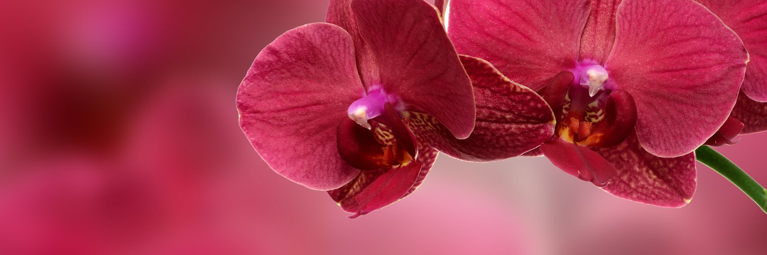 Helymarquez's profile banner image