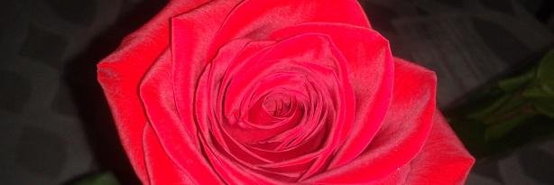 Lupitha1894's profile banner image