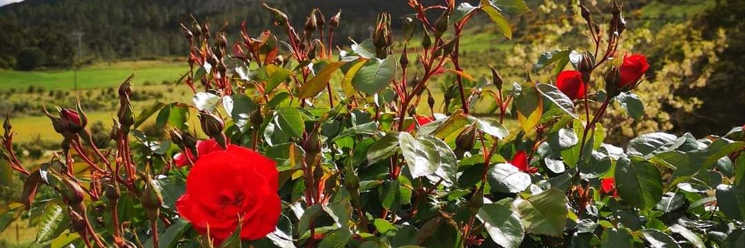 Candy Arce Gómez/❤️ banner