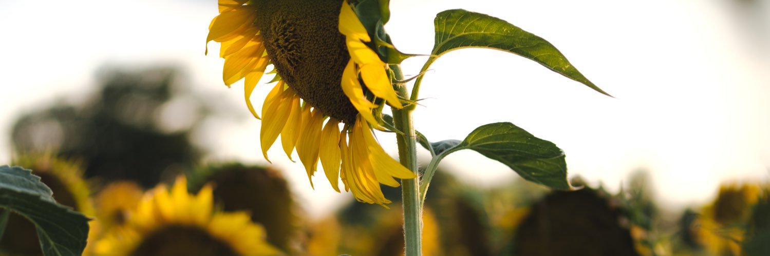 BoChen04323366's profile banner image