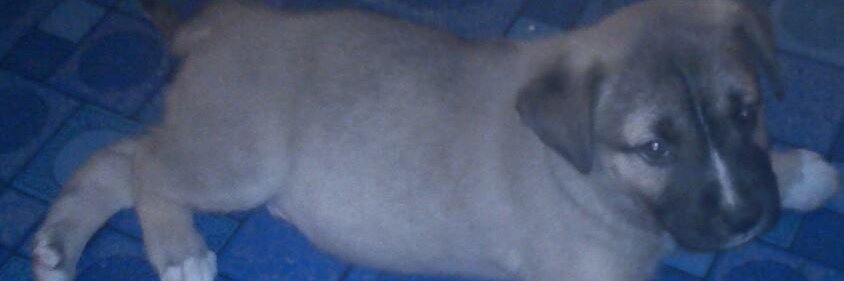 lilloquacious's profile banner image