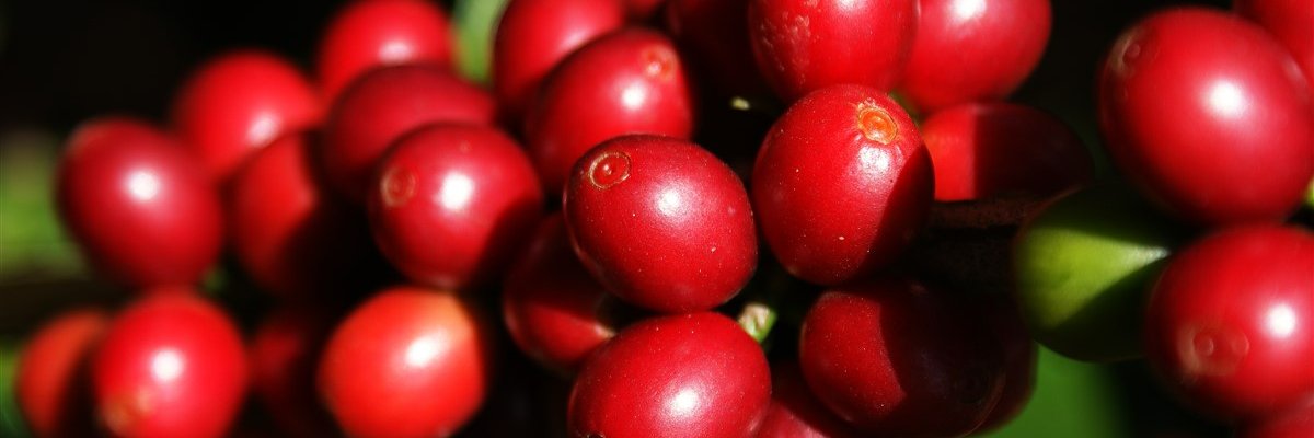 cccafemg's profile banner image