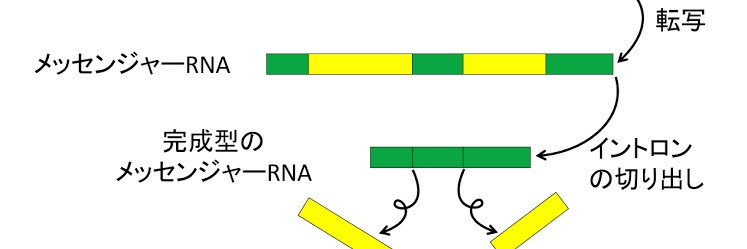 社会的イントロン banner