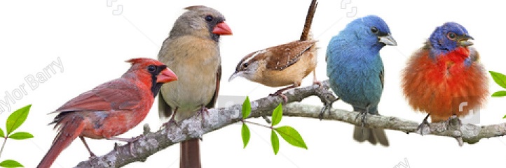 Listen with Terra banner