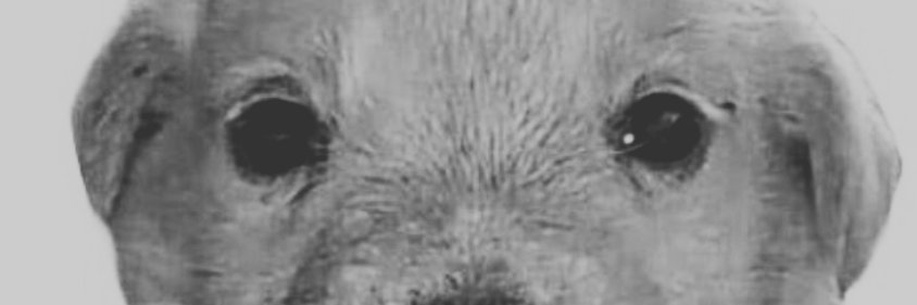 Mr Volatility banner