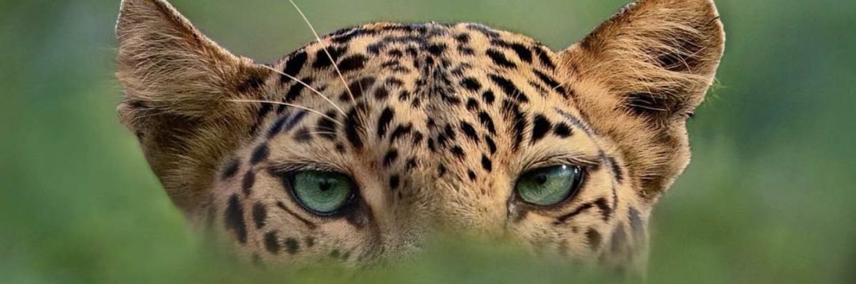 hellenpereira_2's profile banner image