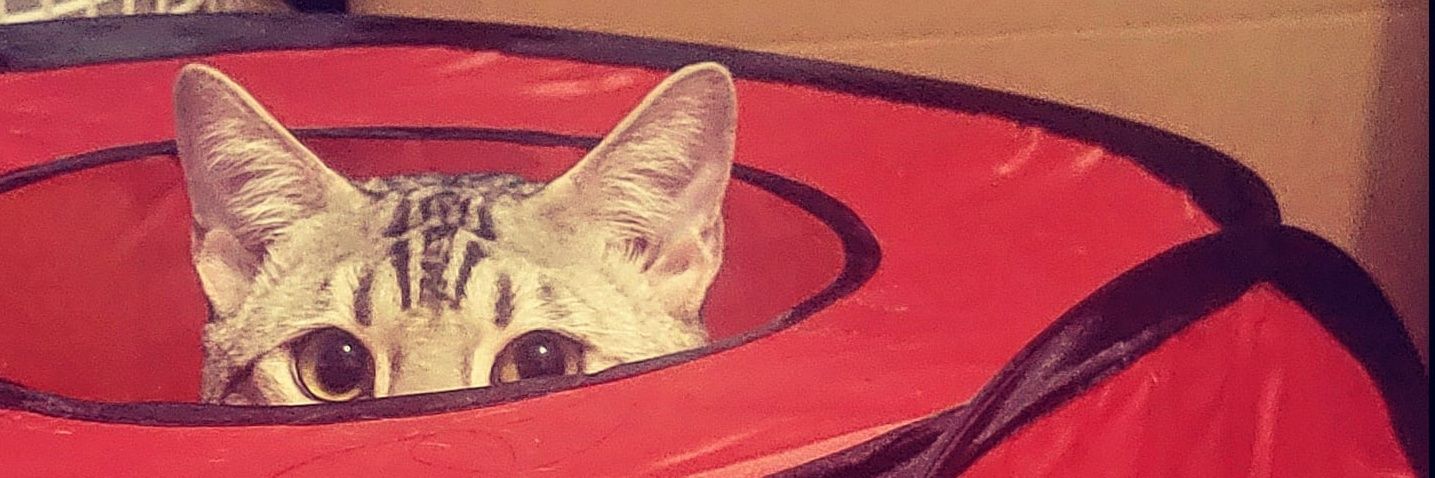 aznbobby's profile banner image