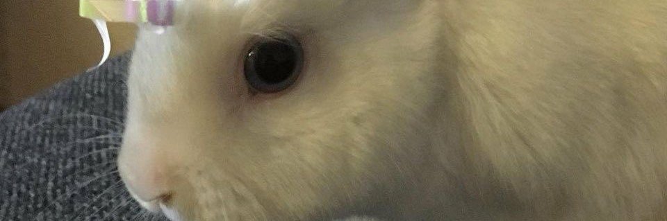 doll 🐰🤍 banner