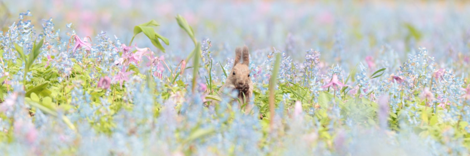 𝒮𝒶𝓉𝑜📷 banner