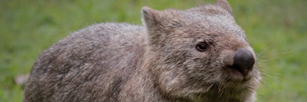 Wombat System Profile Banner