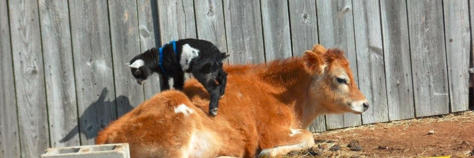 shepherd_of_one's profile banner image