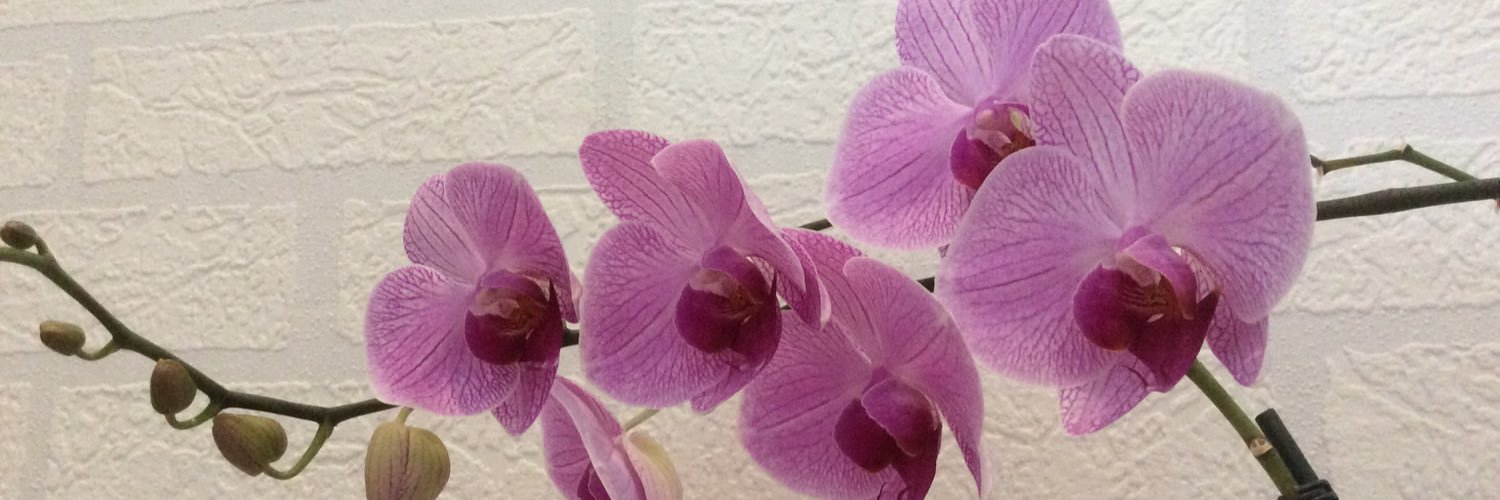 2Segel's profile banner image