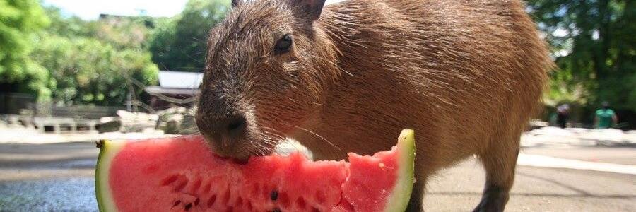 H. B. Hoffman 🐮🐋🏴 🏳️‍🌈🇺🇦 banner