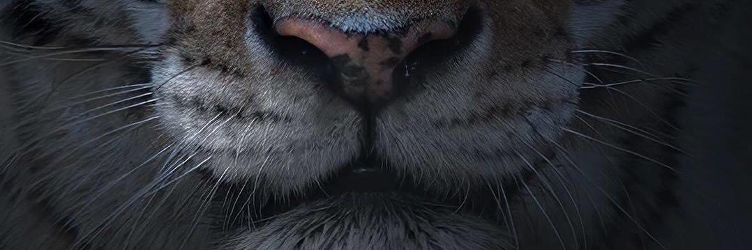 Zayolina's profile banner image