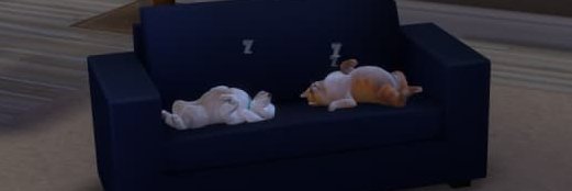 Persikore Plum banner