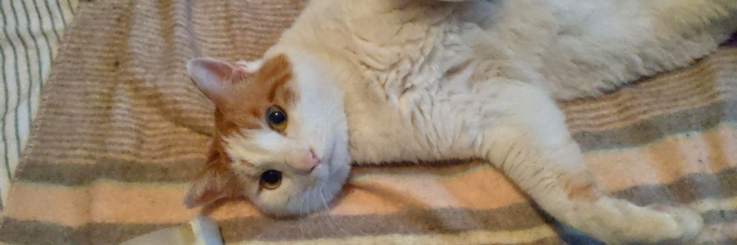 エンタメを愛するウィドウ banner