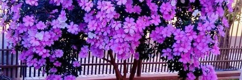 Nora Fernández Mora banner