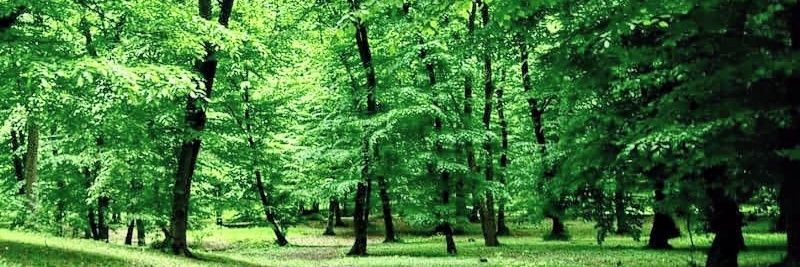 Montse Casoll banner