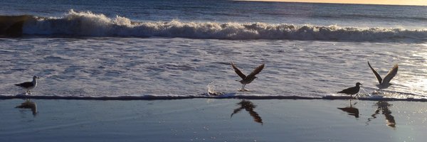 nchlgpt Profile Banner