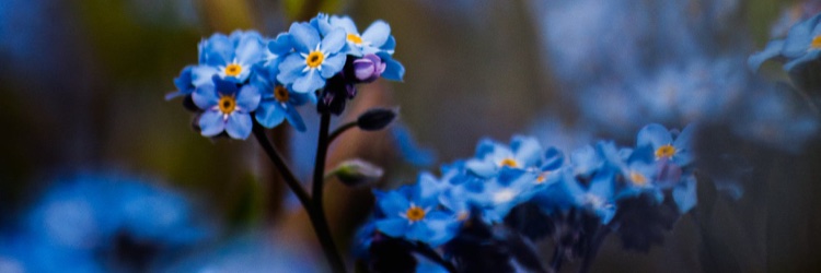 Mako banner