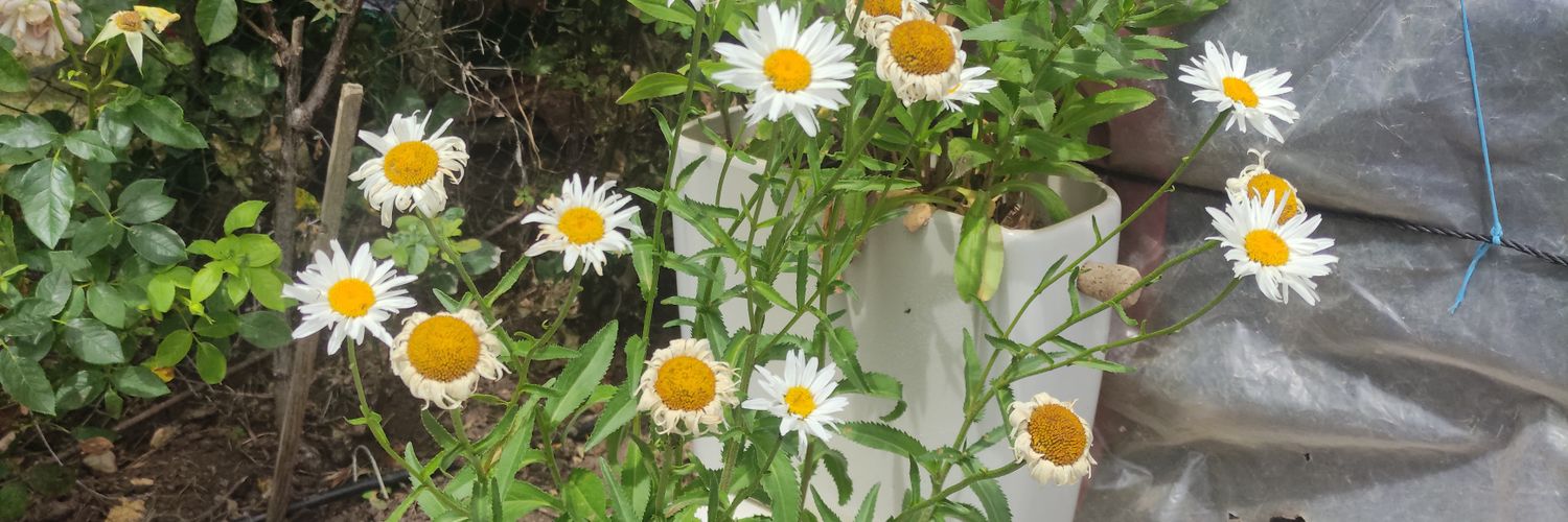 charly25994's profile banner image
