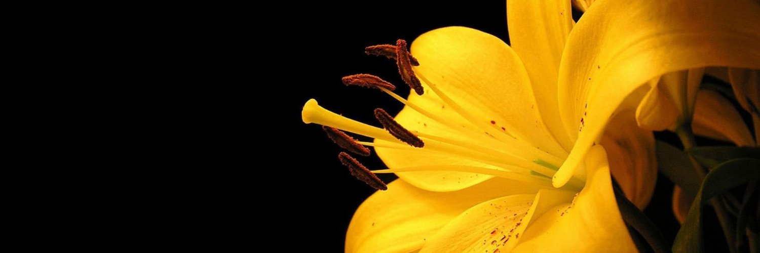 lisgourmeitte's profile banner image