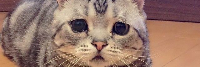 vladdvy's profile banner image